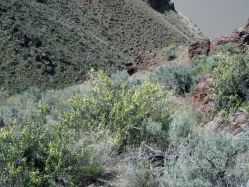 bitterbrush (Purshia tridentata) 